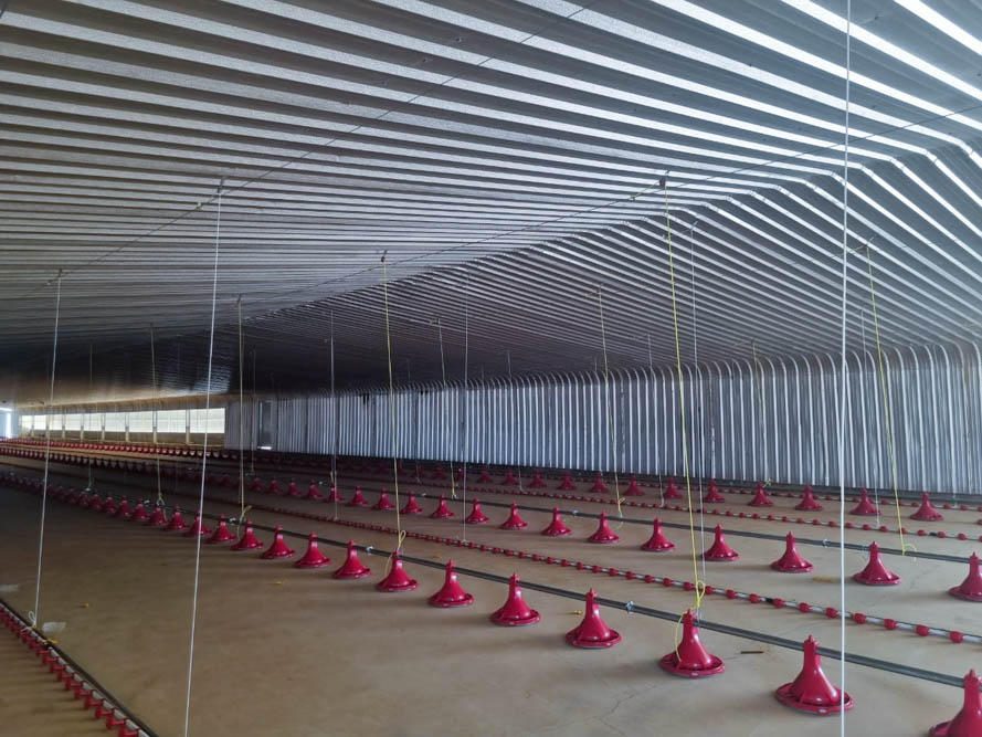 Feeding and Drinking System for Poultry