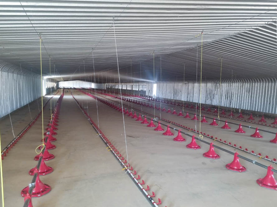 Feeding and Drinking System for Poultry